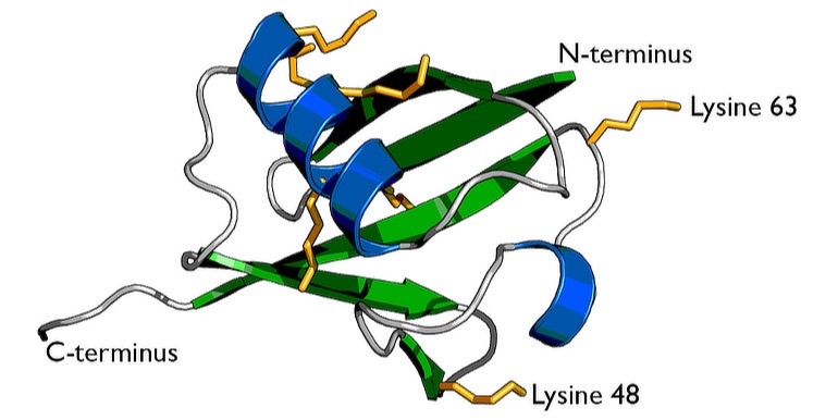 Ubiquitin D as a novel marker for colorectal cancer prognosis