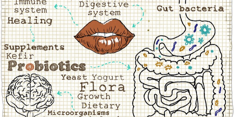 Rich inner lives: exploring the connection between cancer and the human microbiome